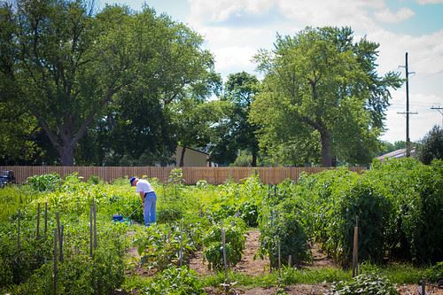 community garden